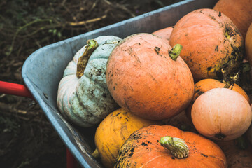 Freshly harvested pumpkin in the garden cart. Selective focus.