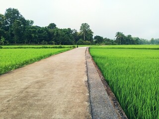 Dramatic blue sky with green fields in the countryside