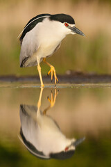 Obraz premium Kwak, Black-crowned Night Heron, Nycticorax nycticorax