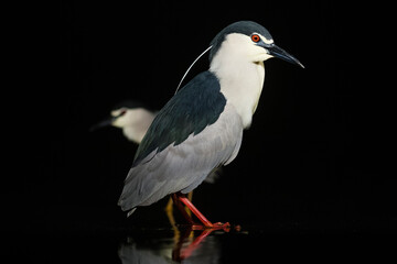 Kwak, Black-crowned Night Heron, Nycticorax nycticorax