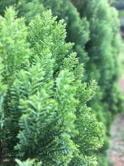 Green fern closeup