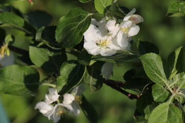 Beautiful apple tree branch. Spring flowers. Blooming white apple flowers branch