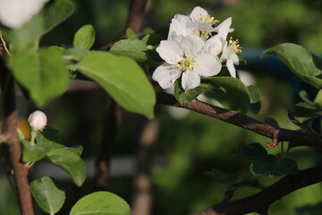 apple tree flowers