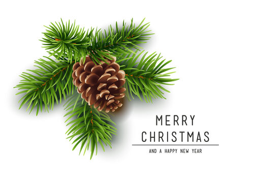 Christmas branch with pine cone. Vector