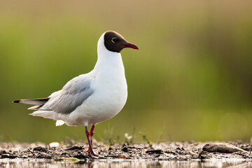 Kokmeeuw, Common Black-headed Gull, Croicocephalus ridibundus