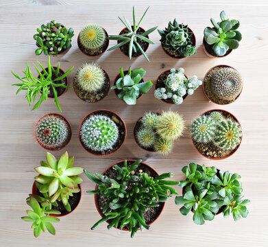 Cacti and succulents green house plants on wooden desk