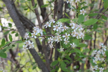 Blossoming branch with white flowers. Flowers of the cherry blossoms on a spring day