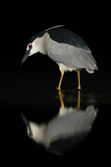 Kwak, Black-crowned Night Heron, Nycticorax nycticorax