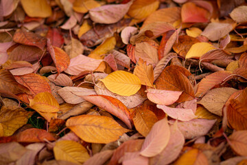 Yellow, red, brown fallen leaves, selective focus on yellow leaf 