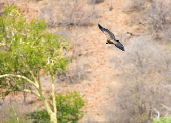 African White-backed Vulture, Gyps africanus