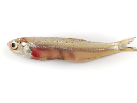 Indian Anchovy Fish Isolated on white Background.