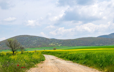 Yellow field rapeseed in bloom. Canola flowers, blue sky with white clouds