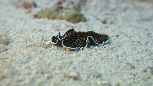 yellow spotted flatworm in maldives