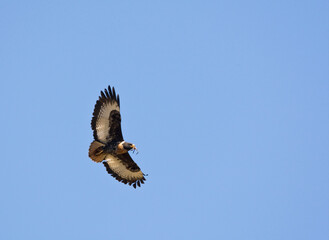 Jackal Buzzard, Buteo rufofuscus