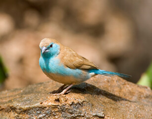 Blue Waxbill, Uraeginthus angolensis