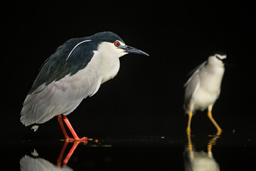 Kwak, Black-crowned Night Heron, Nycticorax nycticorax