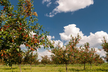 Fototapeta premium Cherries on orchard tree.