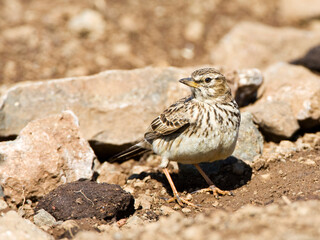 Large-billed Lark, Galerida magnirostris