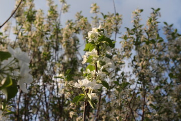 apple tree blossom	
