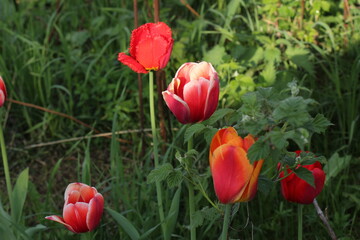 Colorful blooming tulips in the garden