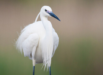 Kleine Zilverreiger, Little Egret, Egretta garzetta