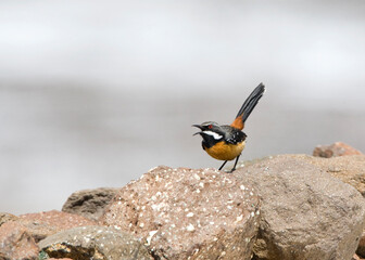Orange-breasted Rockjumper, Chaetops aurantius