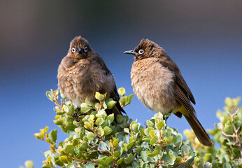Cape Bulbul, Pycnonotus capensis