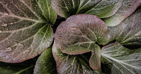Obraz premium Autumn green leaves in drops