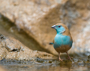 Blue Waxbill, Uraeginthus angolensis