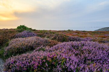 Purple flower on the wild coast