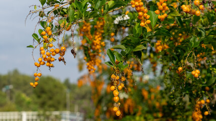 Autumn in Israel. After a hot summer, the first rains came. The land of Israel has become a...