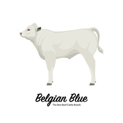 Belgian Blue Calf - The Best Beef Cattle Breeds. Farm animals. Vector Illustration.