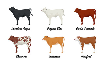 ПечатьCalf of Aberdeen Angus, Belgian Blue, Santa Gertrude, Shorthorn, Limousine, Hereford Cows - The Best Beef Cattle Breeds Set. Farm animals. Vector Illustration.