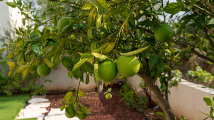 Autumn in Israel. After a hot summer, the first rains came. The land of Israel has become a blooming garden.