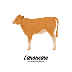 Limousine Calf - The Best Beef Cattle Breeds. Farm animals. Vector Illustration.