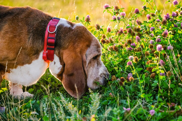 basset hound sniff grass
