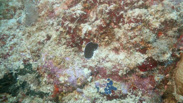 yellow spotted flatworm in maldives