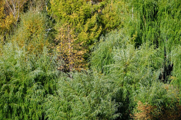 green forest trees summer