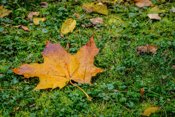 autumn leaves on the ground