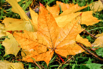 autumn leaves
