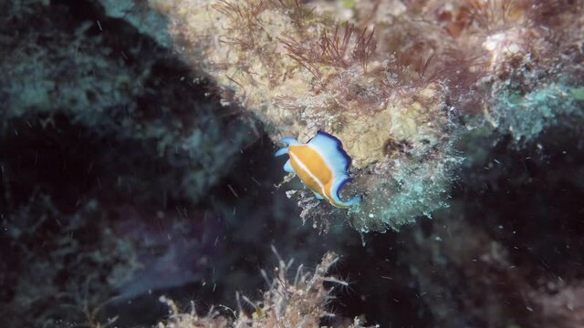 Suzanne flatworm on the reef in maldives