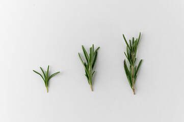 Rosemary branch put on isolated white background arranging from small to mature. Garnish and food ingredients.