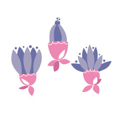 Stylized flowers. Unblown chamomile buds. Violet pink flowers isolated on white background