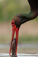 Zwarte Ooievaar, Black Stork, Ciconia nigra