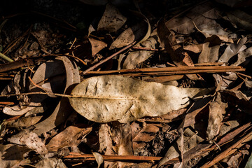 autumn leaves on the ground