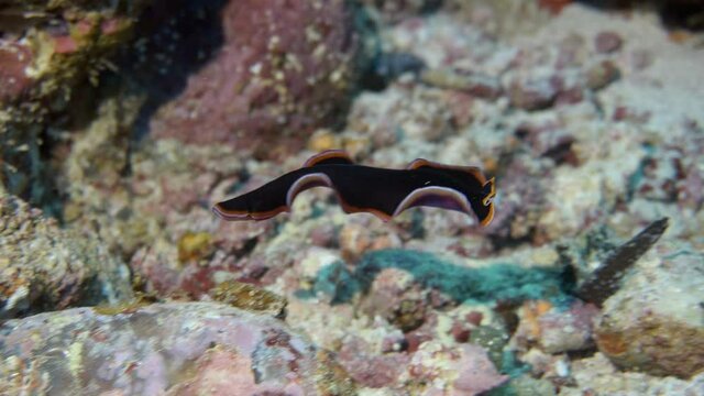 glorious flatworm on the reef in maldives