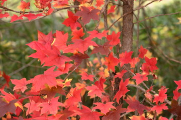 真っ赤なカエデ