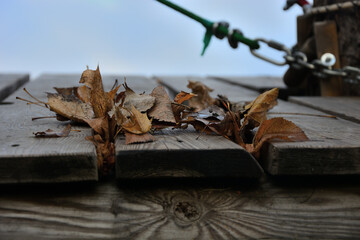 Autumn leaves on a wooden structure .