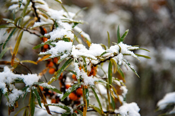 Sudden cold snap. Snow on the tree. Suddenly snow fell on the branches of a sea buckthorn tree, a sharp cold snap, bad weather. Selective focus
