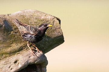 Spreeuw, Common Starling, Sturnus vulgaris